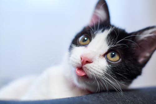 Close-up of a Black and White Cat Sticking out Tongue 