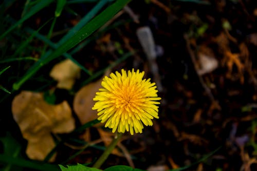 dofoto照片, fotoğrafçılık, sarıçiçek 的 免費圖庫相片