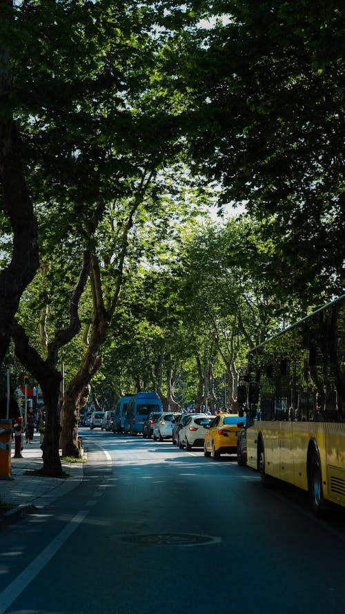 Cars and Buses Stuck in Traffic on the Street between Trees 