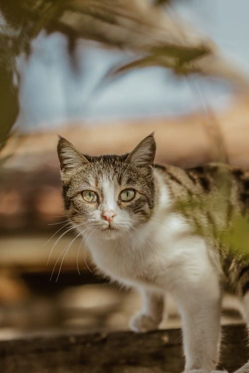 Free Close-up of a tabby cat outdoors, standing alert and curious in the sunlit garden. Stock Photo