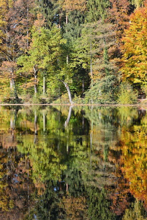 Autumnal Trees Reflecting in the Water 