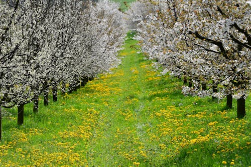 Rows of White Blossoming Trees in Spring