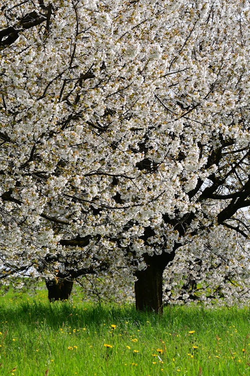 White Blossoming Trees in Spring