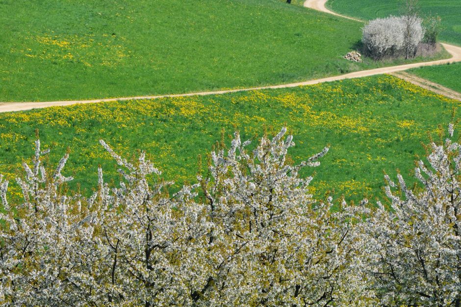Rows of blooming apple trees in a spring orchard — fruit tree pruning timing guide for Surrey BC