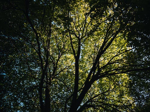 Δωρεάν στοκ φωτογραφιών με δασικός, δέντρο, κλαδί Φωτογραφία από στοκ φωτογραφιών