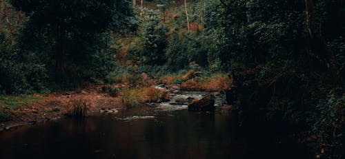 Základová fotografie zdarma na téma černý les, řeka, tmavý