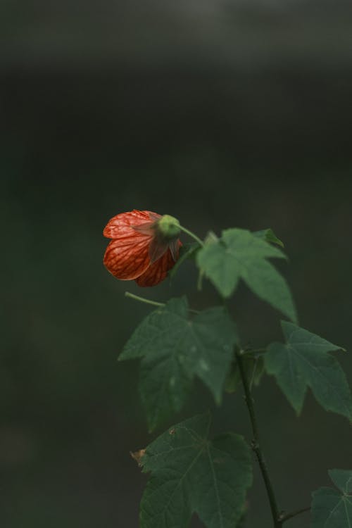 Close-up of a Redvein Abutilon Flower