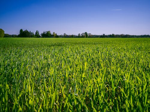 Gratis stockfoto met groei, groen gras, landelijk