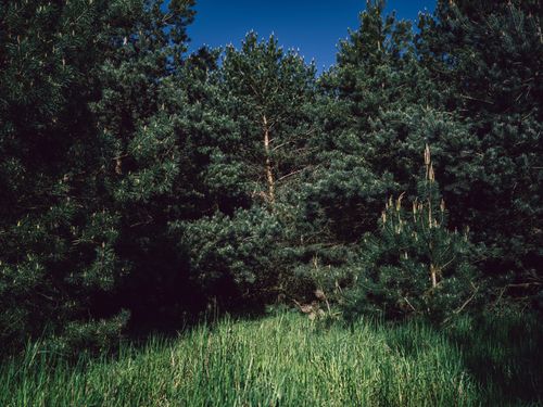 Free Explore the depth of a vibrant green coniferous forest thriving in summer sunlight. Stock Photo