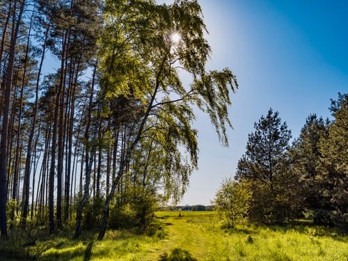 Free A tranquil forest scene with a sunlit path and lush green trees on a clear summer day. Stock Photo