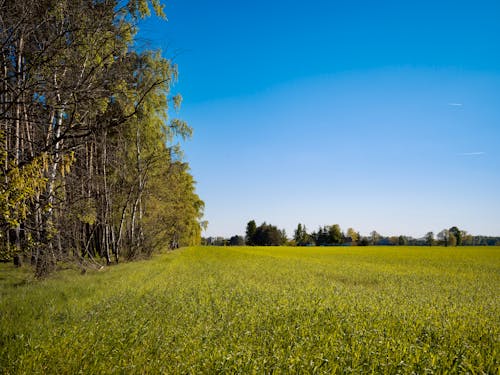 Gratis stockfoto met bosje, groei, groen gras