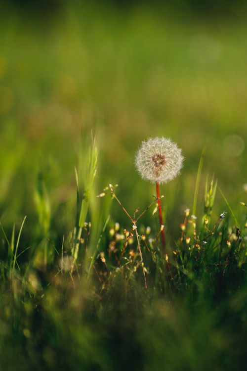 Free A detailed snapshot of a dandelion in a vibrant spring meadow with selective focus. Stock Photo