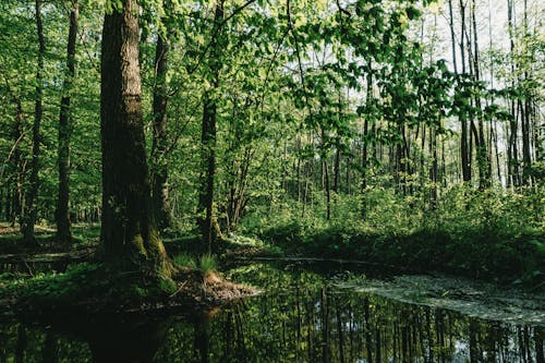 Foto profissional grátis de aumento, ecológico, floresta