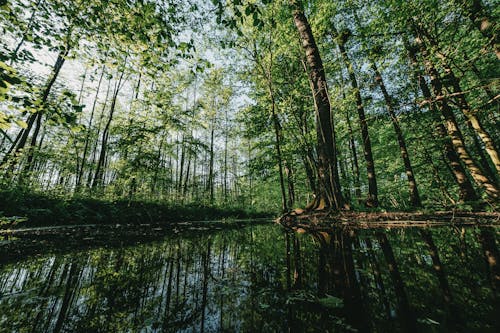 木, 森林, 湿地の無料の写真素材