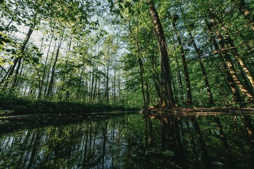 Free Lush green forest reflected in tranquil marsh waters under a clear sky. Stock Photo