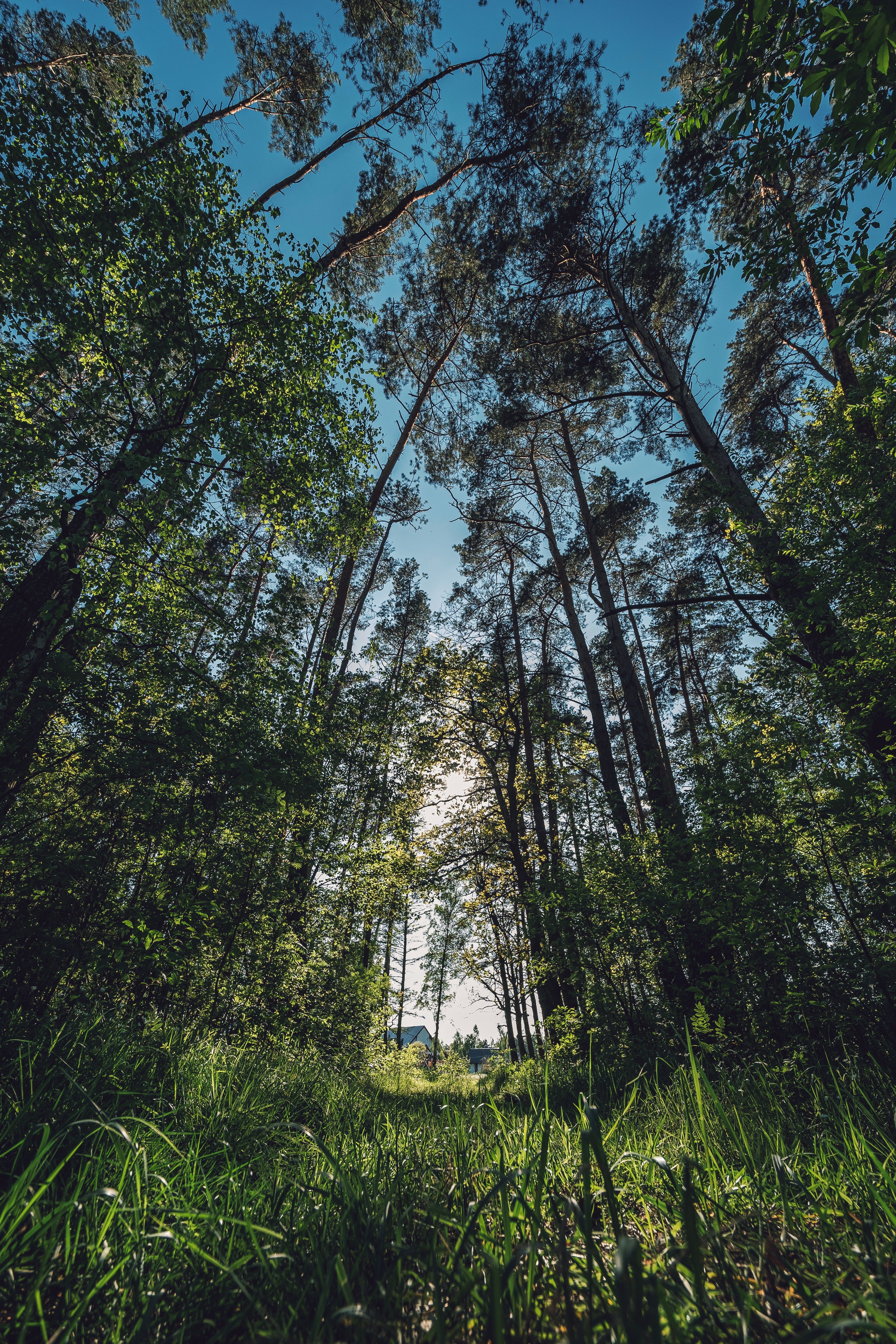 Footpath among Green Trees in Forest · Free Stock Photo