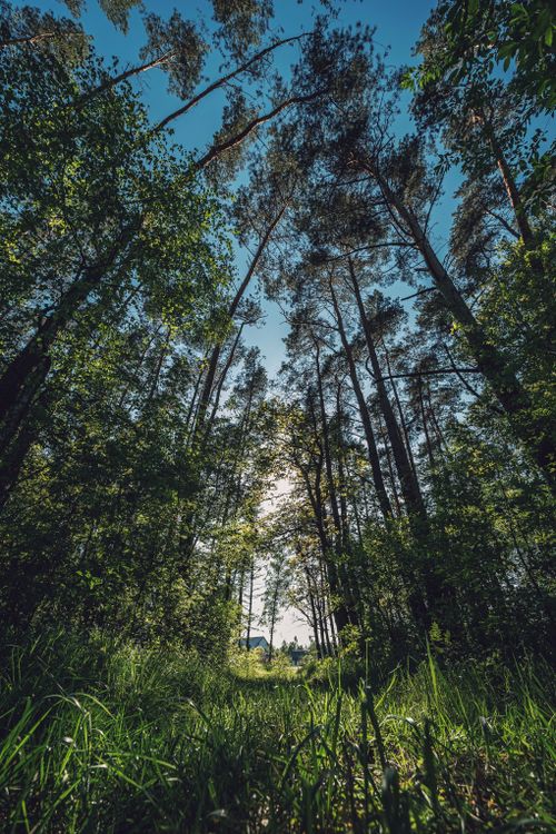 Free Tranquil forest scenery with a sunlit path under tall trees, perfect for nature lovers. Stock Photo