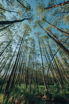 Explore the serene beauty of a lush forest with towering trees reaching skyward under a blue sky.