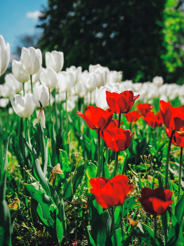 Flowerbed Of White And Red Blooming Tulips