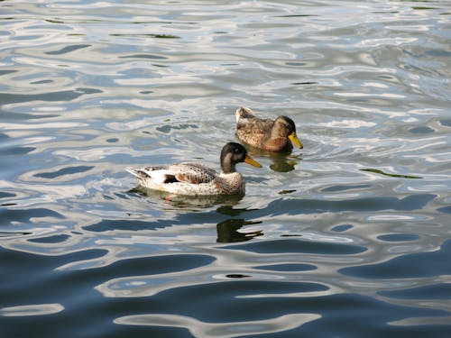 Free stock photo of ducks, seawater Stock Photo