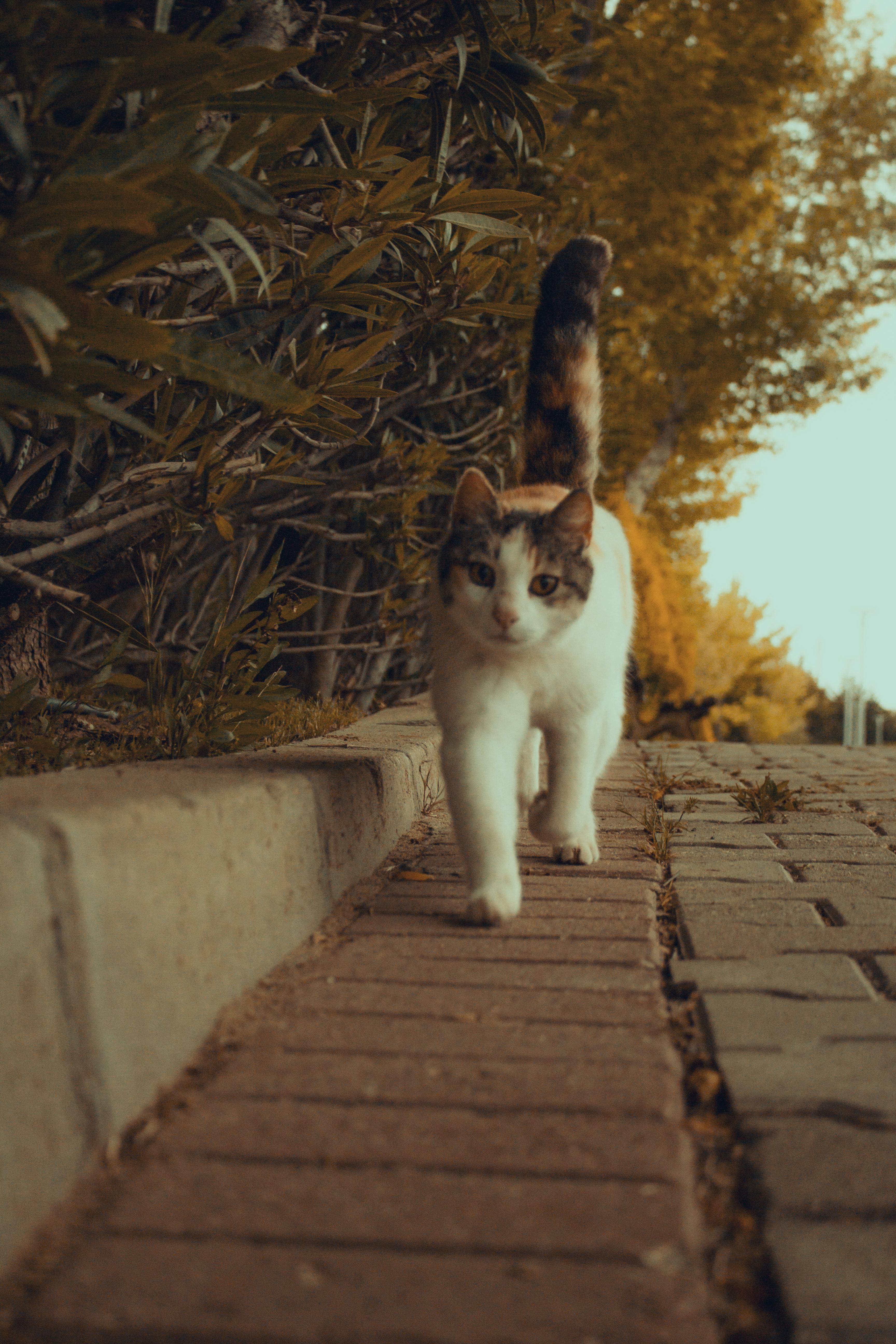 little cat walking on a pavement