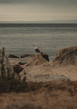 A lone seagull perched on rocks by the sea under a moody sky.