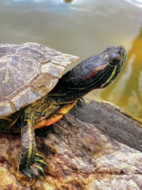 Close-up of Turtle Sitting on Rock near Water