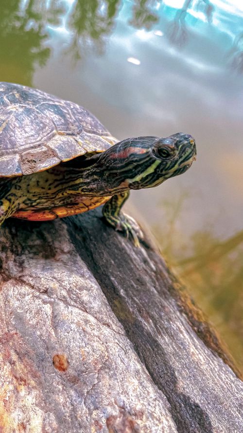 Free stock photo of 4k background, animals, baby turtle Stock Photo