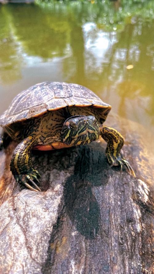 Free stock photo of animal, baby turtle, black turtleneck Stock Photo