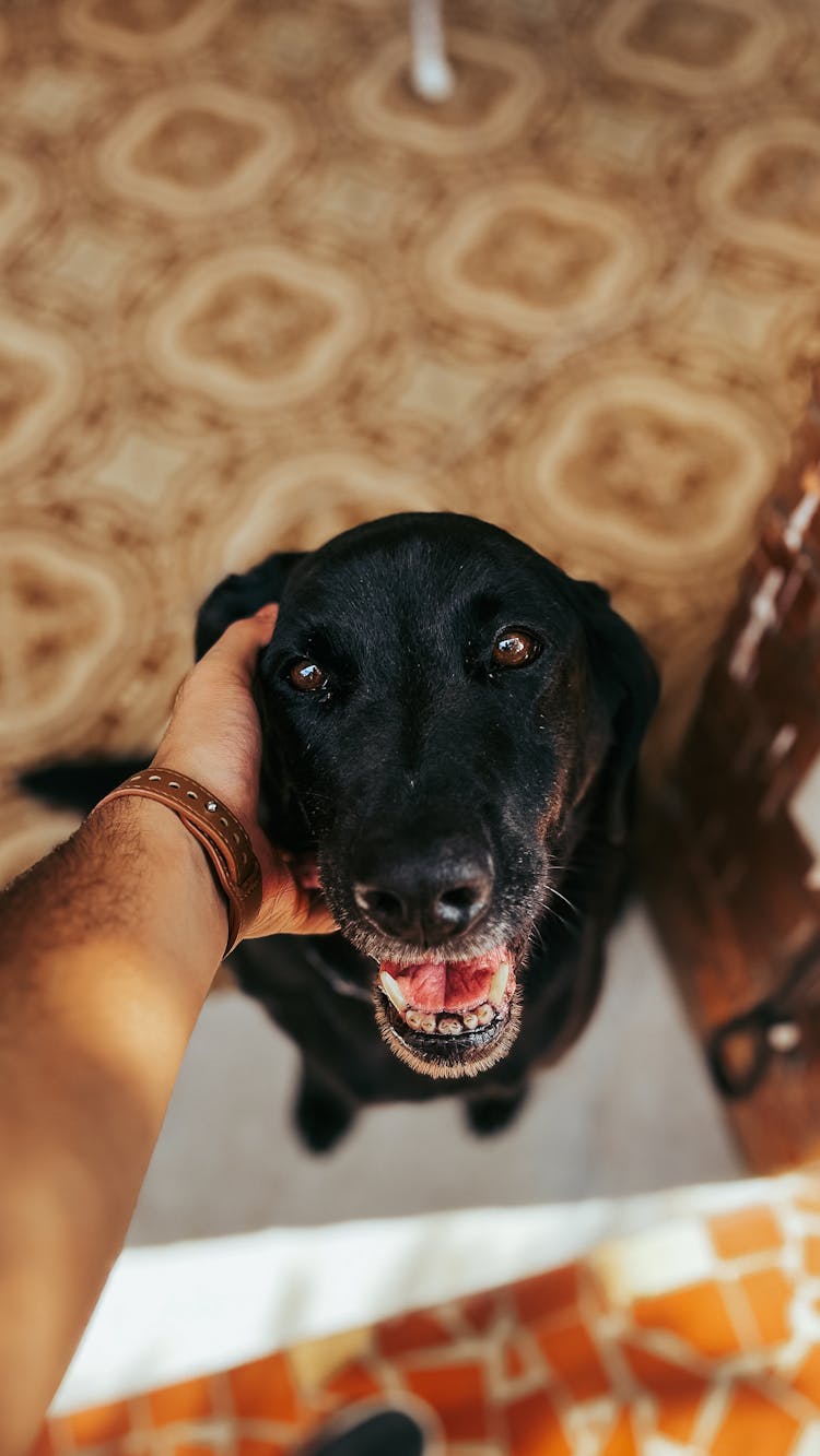 Man Hand Petting Happy Black Dog