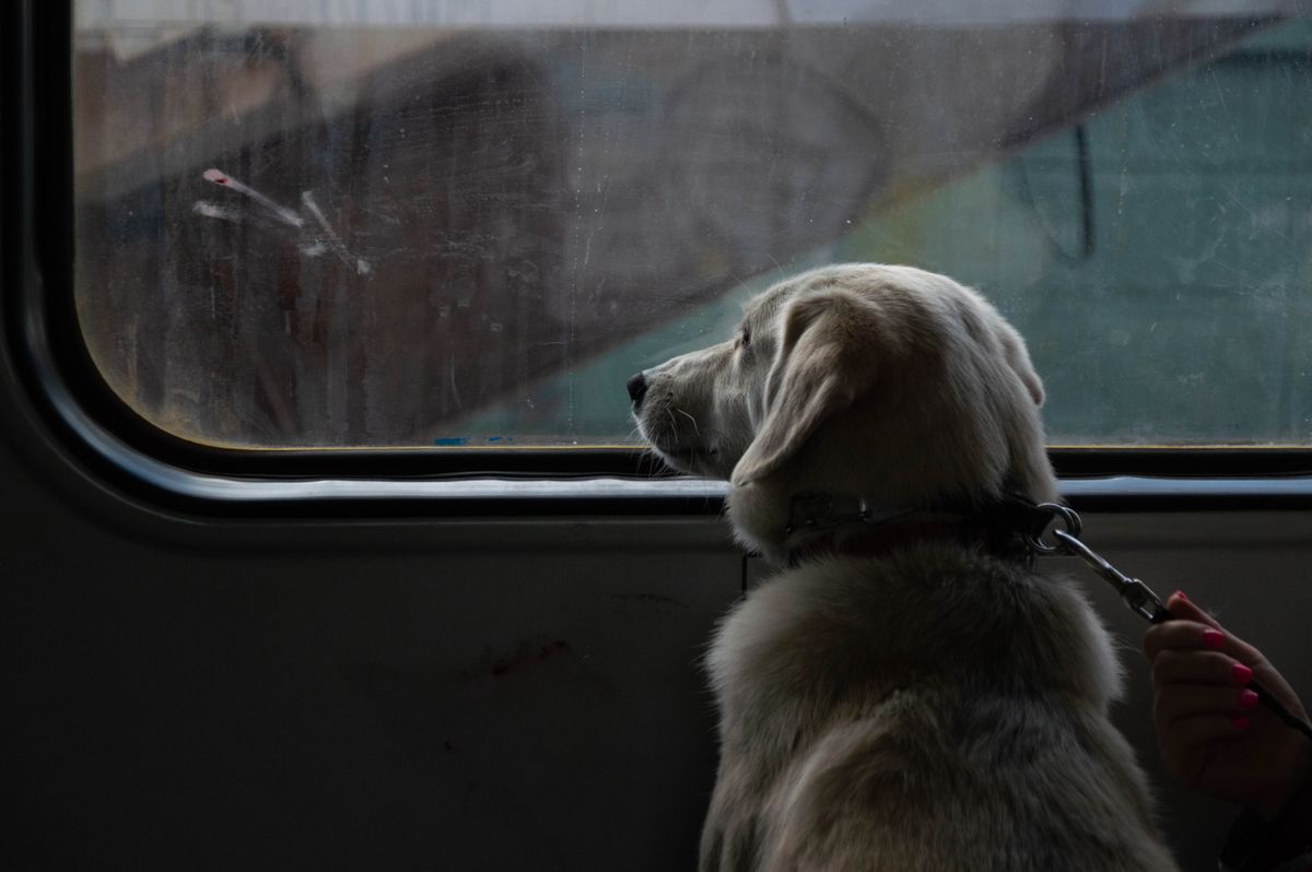 Tarif chien Transilien et RER en 2026 : gratuit, pas de billet chien ; sac, muselière, règles par ligne, amendes et contestation