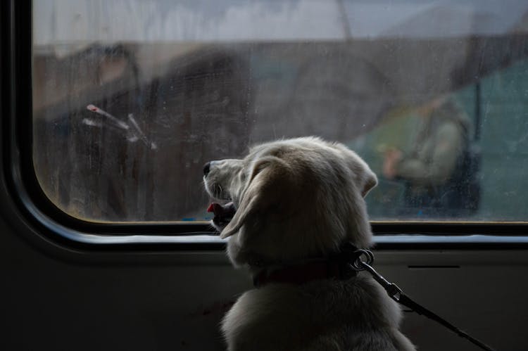 A Dog Looking Out The Window In A Train 