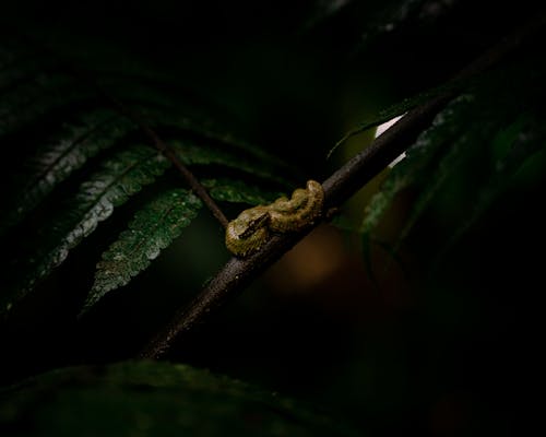 Бесплатное стоковое фото с дикий, змея, листья