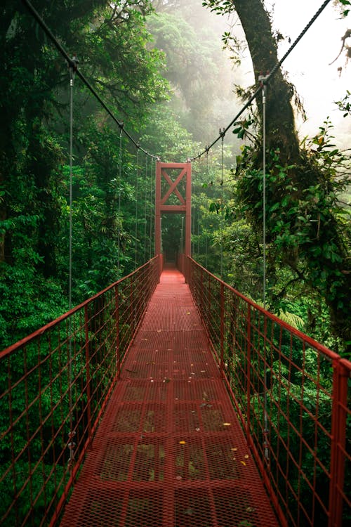 Iron Bridge in a Jungle 