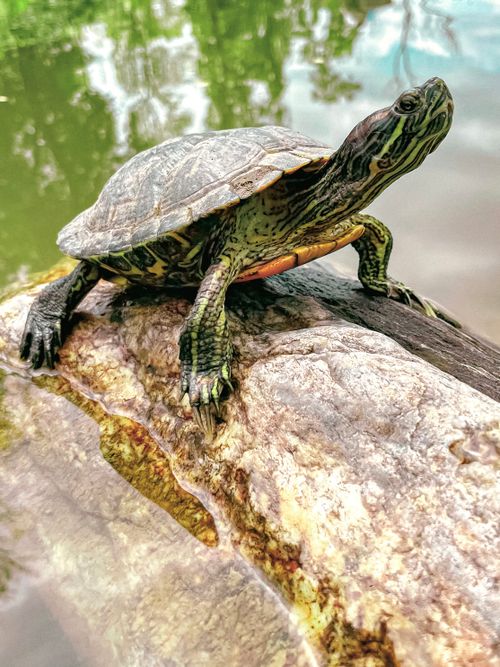 Free stock photo of 4k background, animal, baby turtle Stock Photo