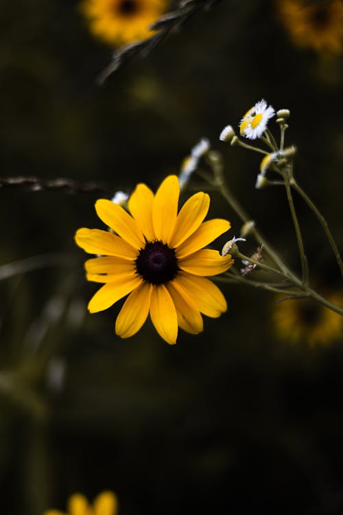 Yellow Flower on a Shrub