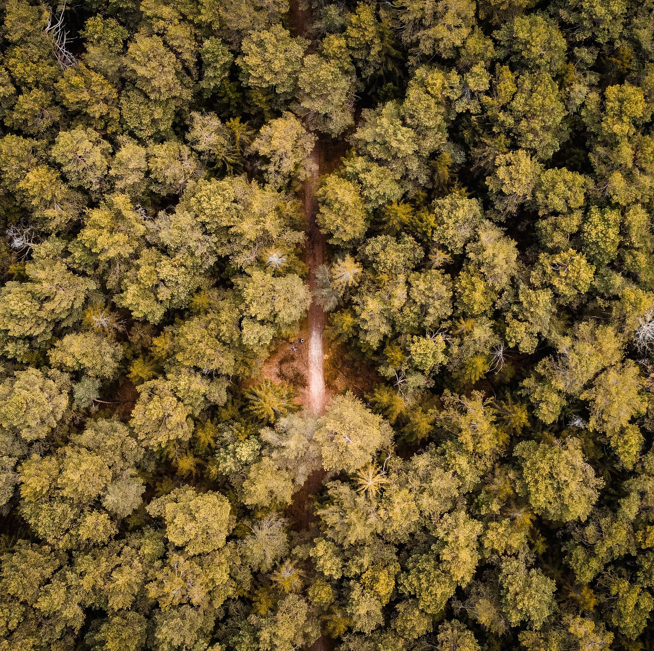 Forest canopy with winding path