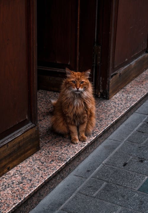 Fluffy Red Cat Sitting in Doorway