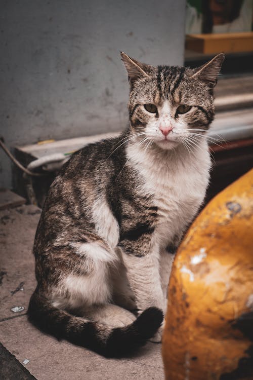 Little Cat Sitting on a Street 