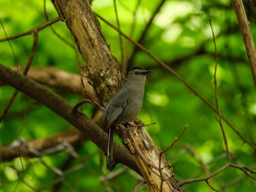 Close up of Gray Catbird