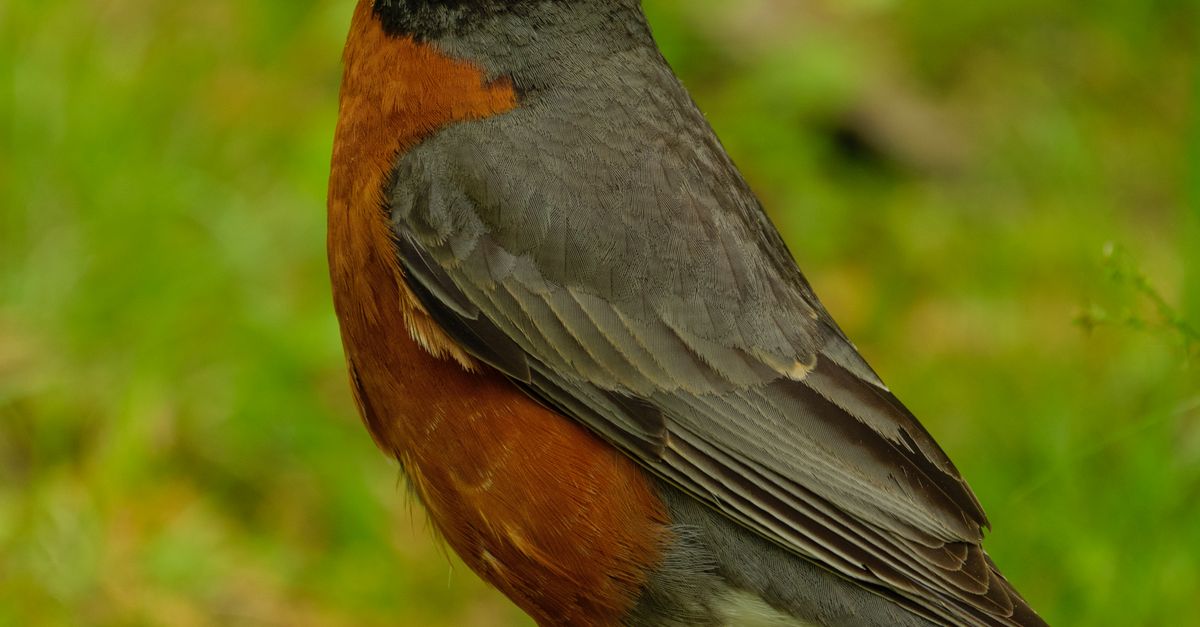 Close up of American Robin · Free Stock Photo