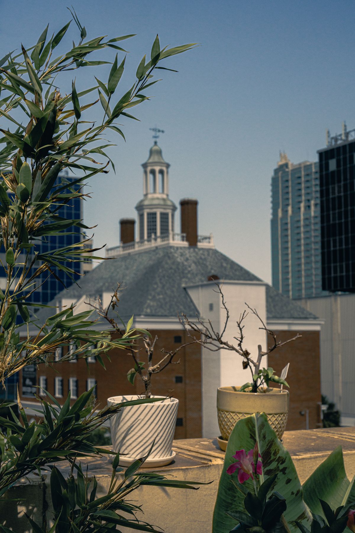 Open view balcony with plants overlooking modern city buildings