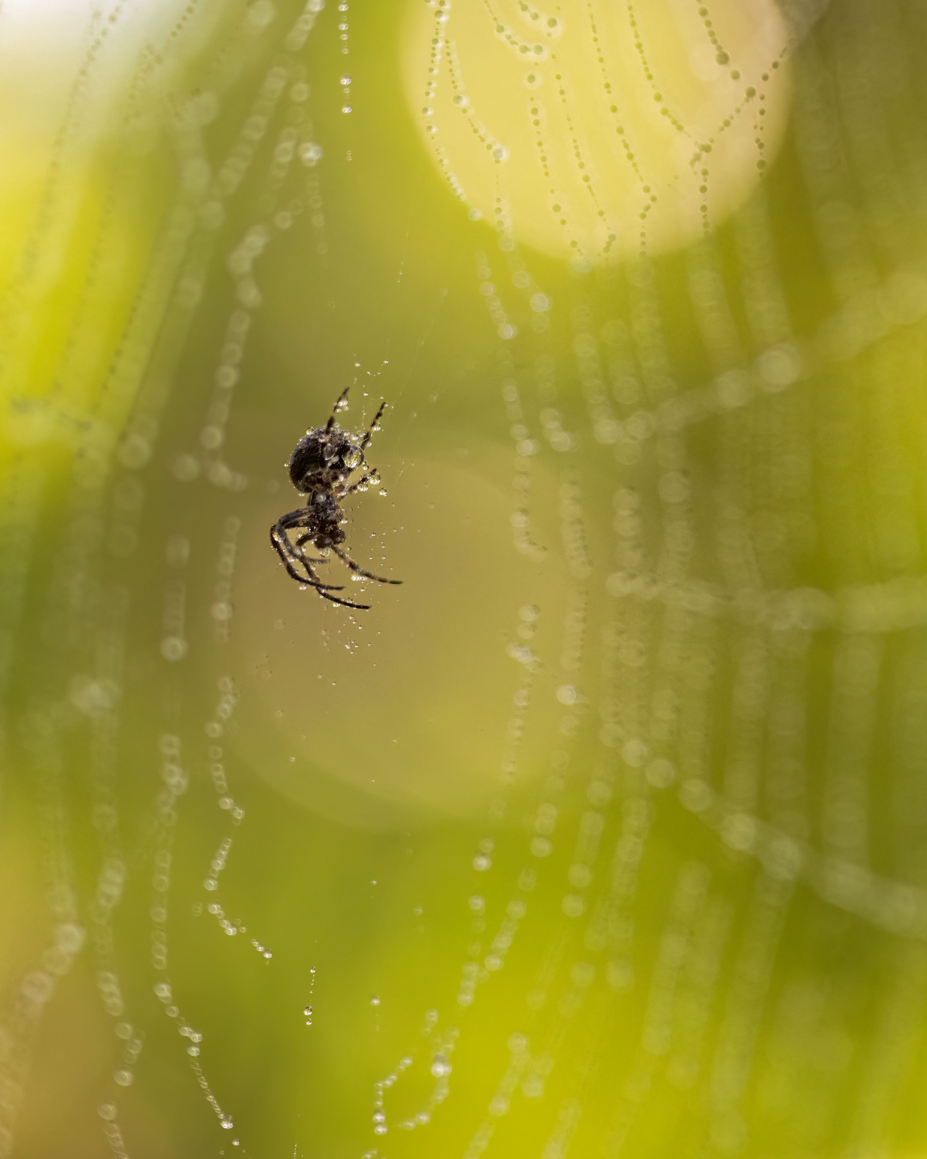 Close-up shot of a spider on a dew-covered web amidst natural greenery.