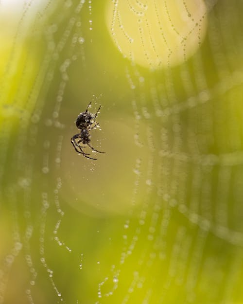 açık hava, ağ, dikey atış içeren Ücretsiz stok fotoğraf