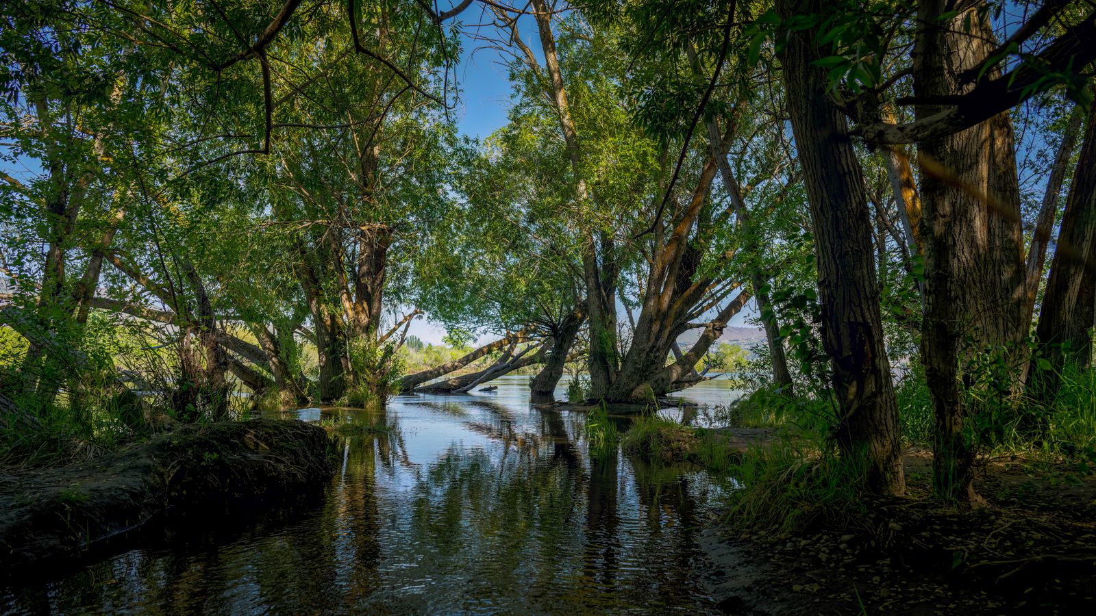 Swamp and forest, Namibia