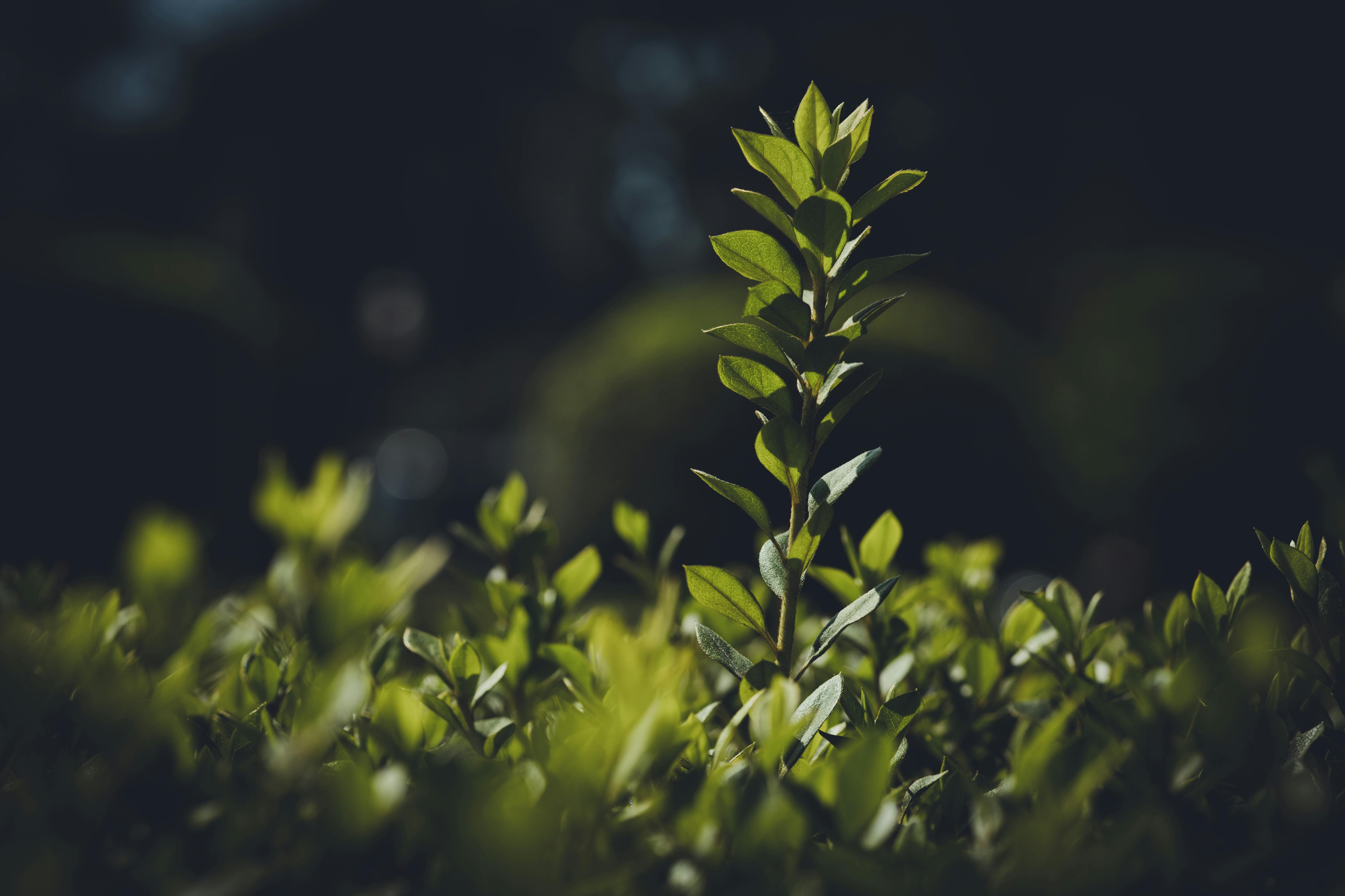 The Conservatives’ green shoots of recovery are clear. Judge us by what we do next — Photo by Rafael Rodrigues on Pexels