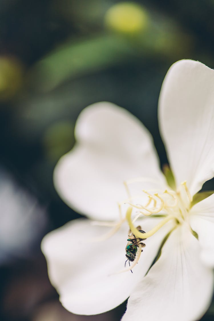 White Lilly Flower In A Forest 