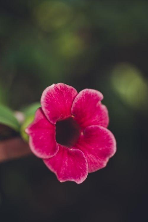 Free Stunning close-up of a vibrant pink tropical flower with rich green background. Stock Photo