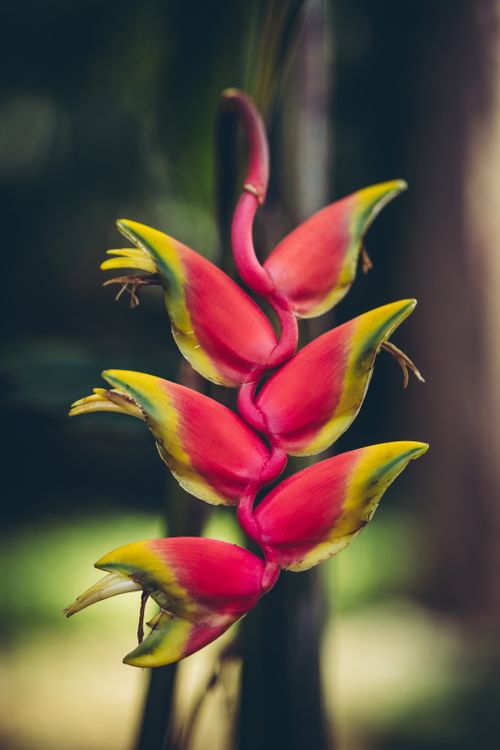 Free Close-up of a pink Heliconia flower in a lush tropical environment, showcasing its vivid colors. Stock Photo