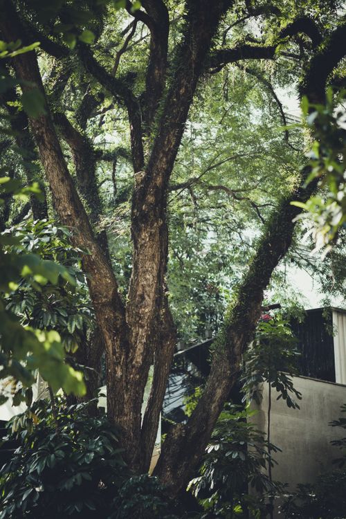 Free Tall tree casting shadows in a São Paulo urban garden during daytime. Stock Photo